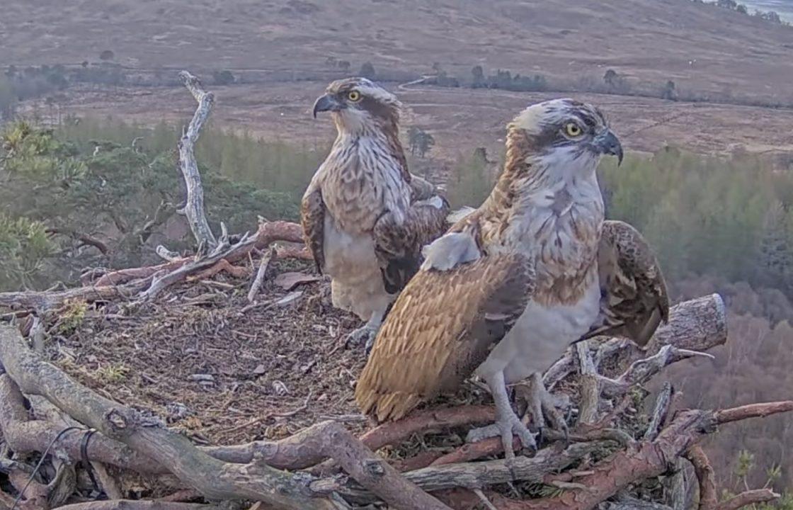 Lockdown star Louis the osprey returns to nest after illness