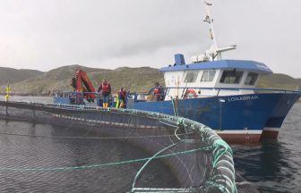 Plans to build Scotland’s largest salmon farm off coast of Shetland sparks concerns