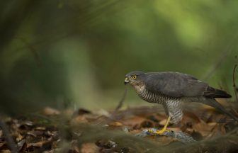Sparrowhawk shot dead with shotgun in Highlands suffered ‘painful death’ as police investigate
