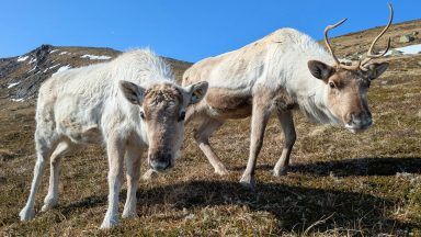Cairngorms reindeer being ‘spooked’ by drones as herders urge visitors to be ‘sensitive’